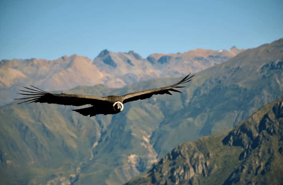 2-Day Tour Colca Canyon in Arequipa with end in Puno - Key Things That Make This Colca-to-Puno Trip Worth Your Time