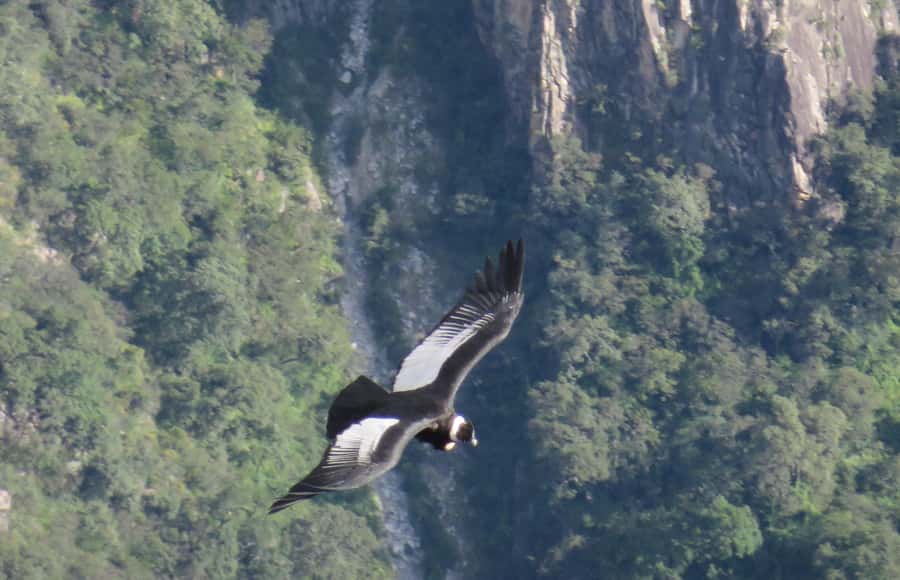2-Day Tour Colca Canyon in Arequipa with end in Puno - Day Two Morning: Cruz del Cóndor and the Condor Flight Window