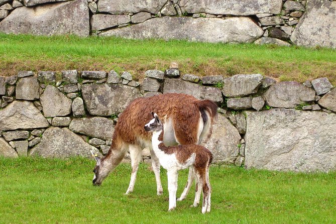 2 Day - Tour to Machu Picchu from Cusco - Group Service - Who this Machu Picchu tour is best for