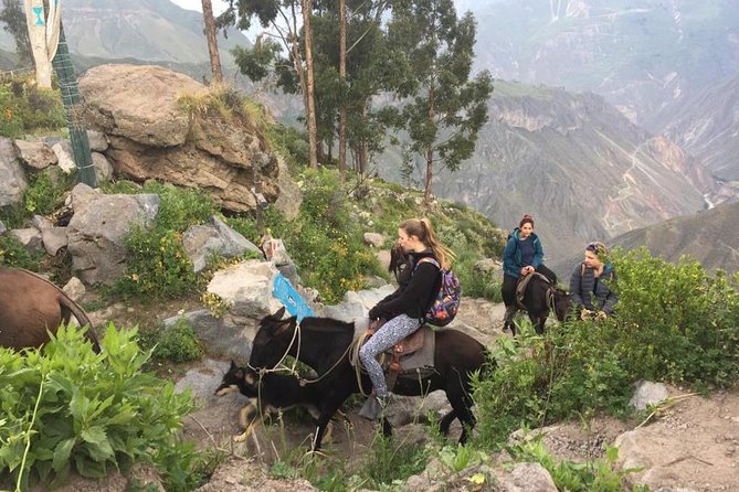 2 Day Trek Including Transfer to Puno / Colca Canyon - Should You Book This 2-Day Colca Trek and Puno Transfer?