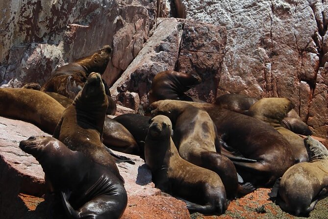 2-Hour Tour to the Ballestas Islands from Puerto San Martín - Seating and Motion Tips for a Covered Speed Boat