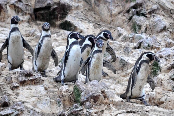 2-Hour Tour to the Ballestas Islands from Puerto San Martín - Who This Tour Suits Best (and Who Might Want a Different Plan)