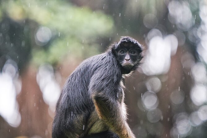 3-Day All Inclusive Guided Jungle Tour from Iquitos at Maniti Eco-Lodge - From Maniti to Nanay: 70 km of river watching