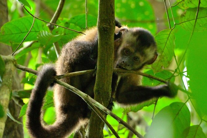 3-Day Eco-Sustainable Private Tour Manu National Park - Day 1 in Kosnipata Valley and the cloud forest at Acjanaco