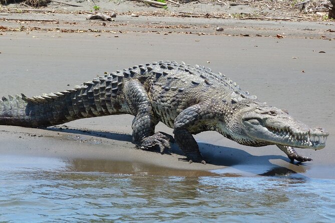 4 Day Tambopata Jungle Tour with Local Guide - Who This Tour Fits Best (and Who Might Want a Different Style)