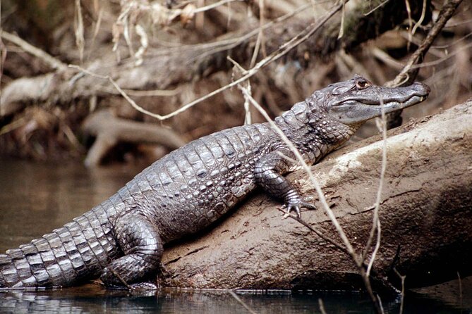 4 Day Tambopata Jungle Tour with Local Guide - Should You Book This 4-Day Tambopata Tour?