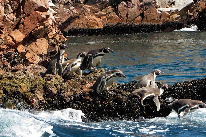 7-Hours Tour in Paracas National Reserve with Pickup - Getting to the water: the 8:00 am start and group setup