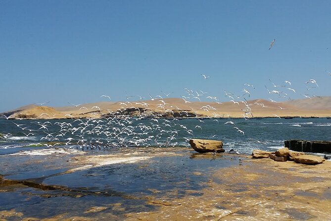 7-Hours Tour in Paracas National Reserve with Pickup - Weather rules you should plan around