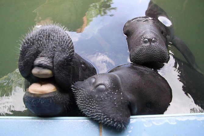 Amazon Rescue Center - Manatees Conservation Center Admission Ticket - Price and What You Actually Get for $8.08