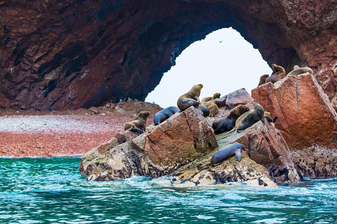 Ballestas Islands from San Martin Port CRUISESHIP TERMINAL - Key things to know before you go