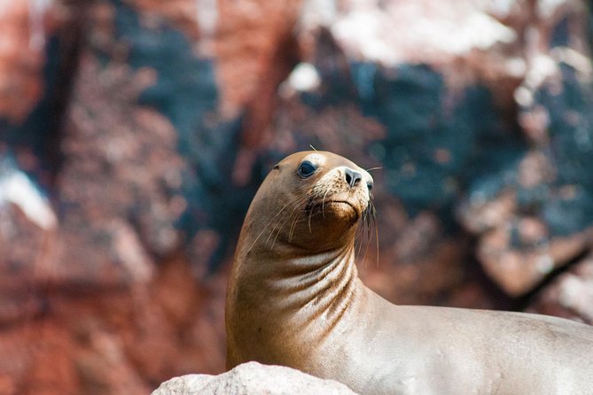 Ballestas Islands from San Martin Port CRUISESHIP TERMINAL - What to Do After the Islands: Paracas Town, Food, and One Last Look