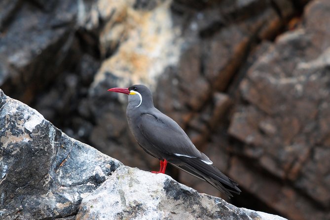 Ballestas Islands Group Tour from Paracas - What to bring: hats, sunscreen, and not worrying about bird luck
