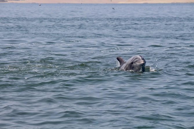 Ballestas Islands Group Tour from Paracas - Who this tour fits best (and who may want a different plan)