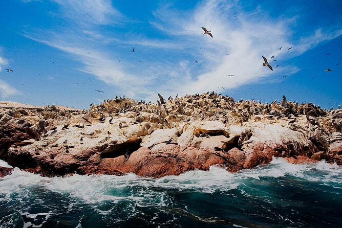 Ballestas Islands & National Reserve of Paracas from Ica - Price and value: is $39 worth it from Ica?