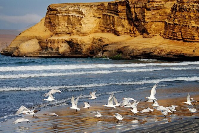 Ballestas Islands & National Reserve of Paracas from Ica - Who should book this Paracas combo tour from Ica?