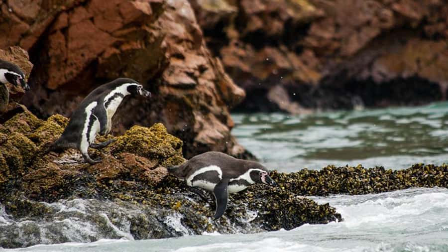 Ballestas Islands & Paracas National Reserve from Paracas - Key highlights at a glance