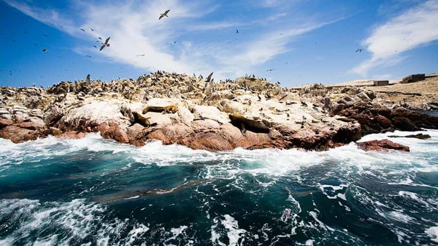 Ballestas Islands & Paracas National Reserve from Paracas - How the 7-hour loop really feels: pacing, comfort, and timing