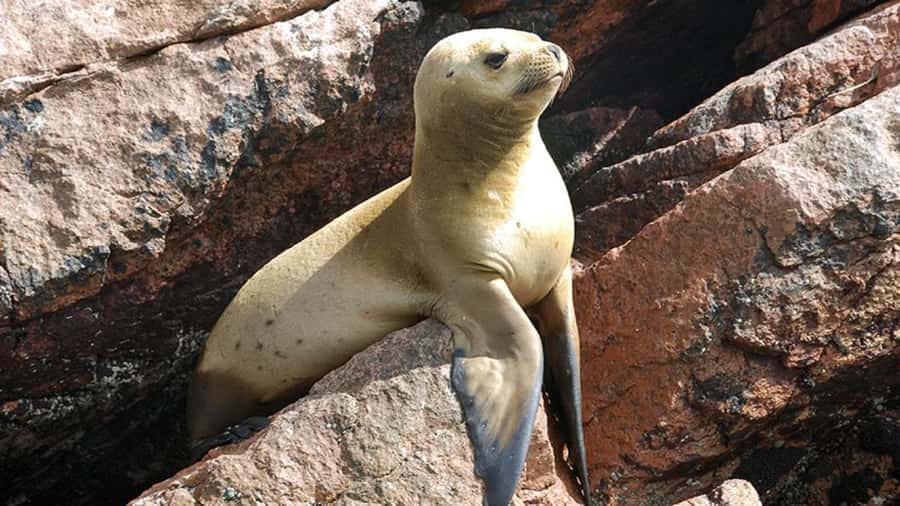 Ballestas Islands & Paracas National Reserve from Paracas - The one-hour break on El Chaco Boulevard (10:30 to 11:30)