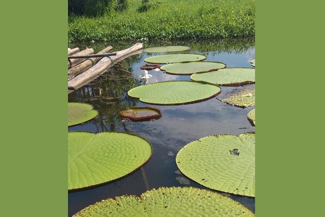 Belen Market and La Venecia Loretana Tour With A Local Guide - Who This Tour Fits Best (And Who Might Skip It)
