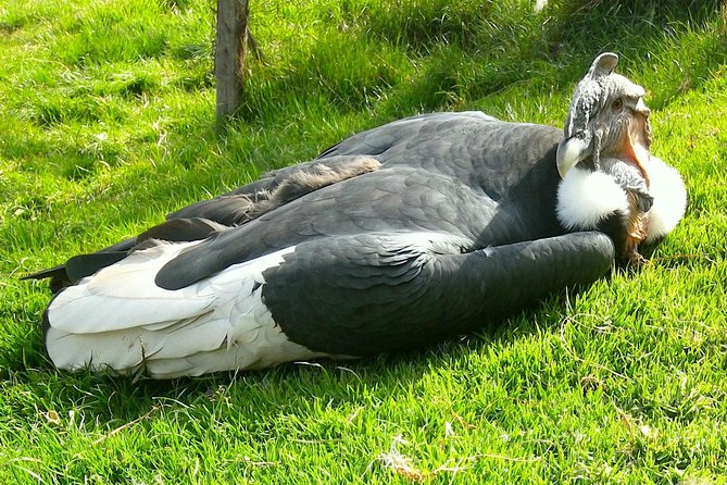 Cochahuasi Animal Sanctuary® Admission Ticket - What Cochahuasi is really like near Cusco