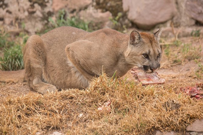 Cochahuasi Animal Sanctuary® Admission Ticket - Facilities, cleanliness, and how to judge what you see