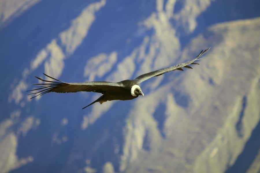Colca Canyon: 2-Day Tour from Arequipa to Puno - The altitude reality check (and how to handle it)