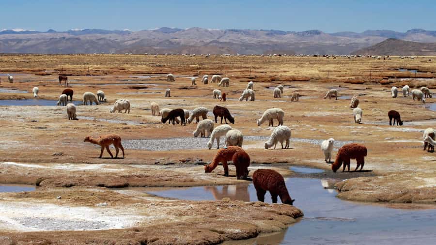 Colca Canyon: 2-Day Tour from Arequipa to Puno - Who this Colca Canyon to Puno tour fits (and who might prefer another plan)