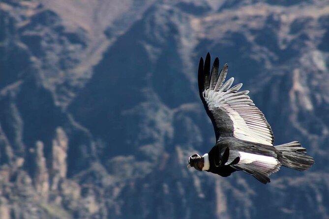 Colca Canyon Plus - Chivay and Coporaque: terraces, La Casa de Mamayacchi, and optional walking