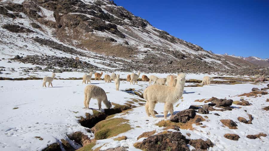 Cusco: 7 Lagoons of Ausangate Hiking Day Trip with Lunch - Pacchanta breakfast and the short briefing that changes the hike