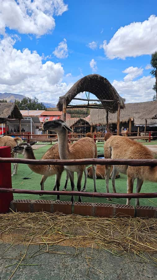 Cusco: Alpaca and Llama Farm Tour w/ Transfer & Weaving Demo - Up-Close Animal Time: Photos, Feeding, and How to Get the Best Moments