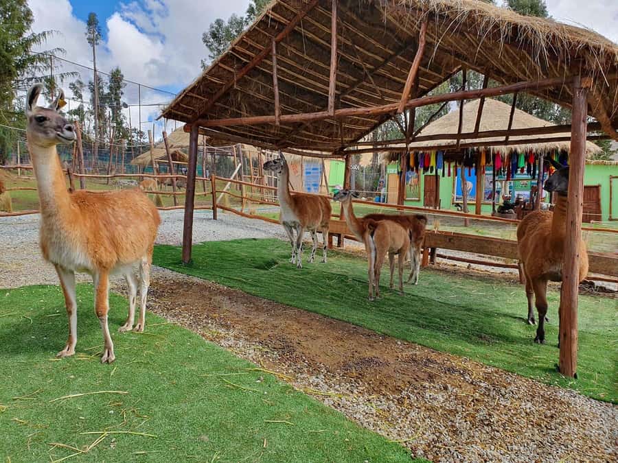 Cusco: Alpaca and Llama Farm Tour w/ Transfer & Weaving Demo - Accessibility and Languages: Easy for Most Visitors