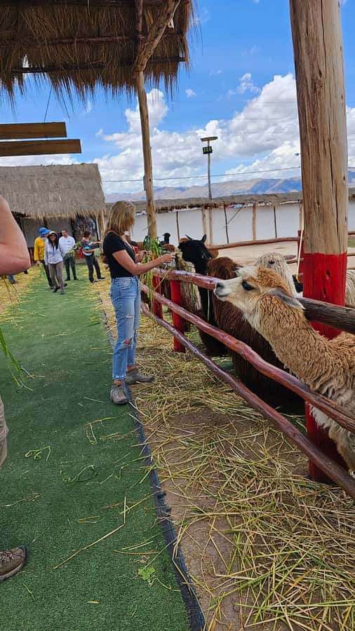 Cusco: Alpaca and Llama Farm Tour w/ Transfer & Weaving Demo - Who This Tour Is Best For