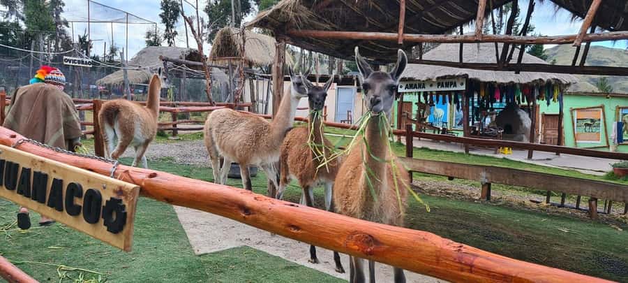 Cusco: Alpaca and Llama Farm Tour w/ Transfer & Weaving Demo - Alpacas, Llamas, Vicuñas, and Huanacos: What You’ll Actually Learn