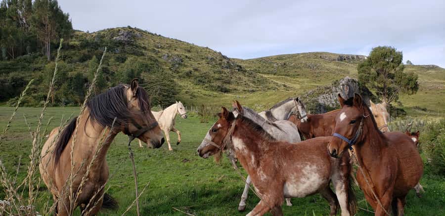 Cusco: Half-Day Horseback Riding at Devil's Balcony - From Hotel Pickup to Vieja Estancia Ranch: How the Half-Day Flows