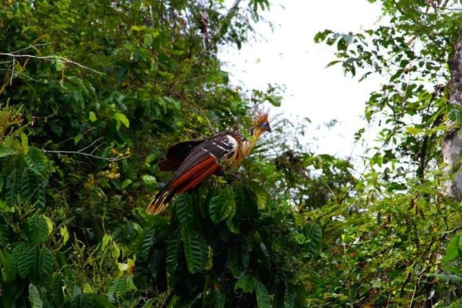 Eco Jungle 3 Days - 2 Nights - Key Things I’d Pay Attention To