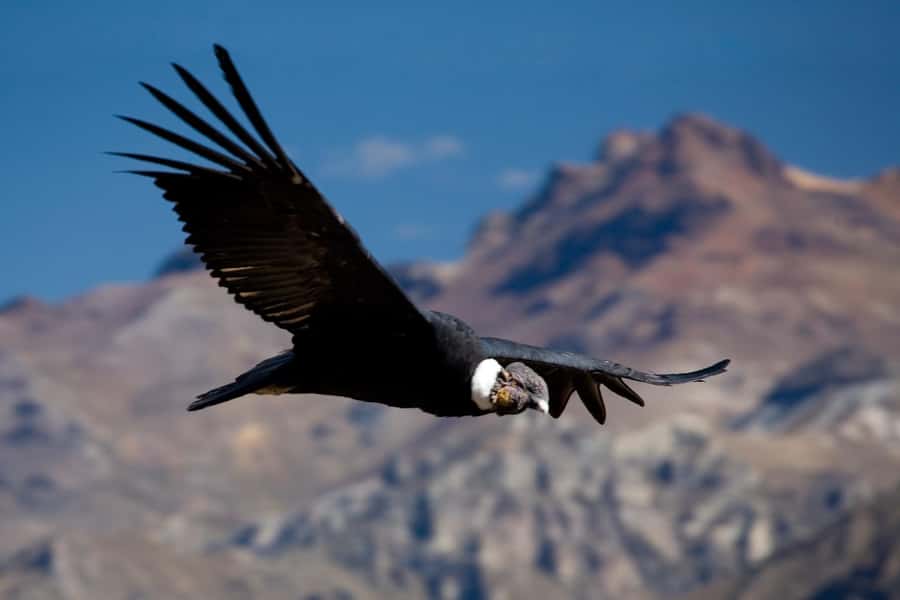 From Arequipa: Colca Canyon Day Trip with Transfer to Puno - Chivay: breakfast break plus a traditional dance moment
