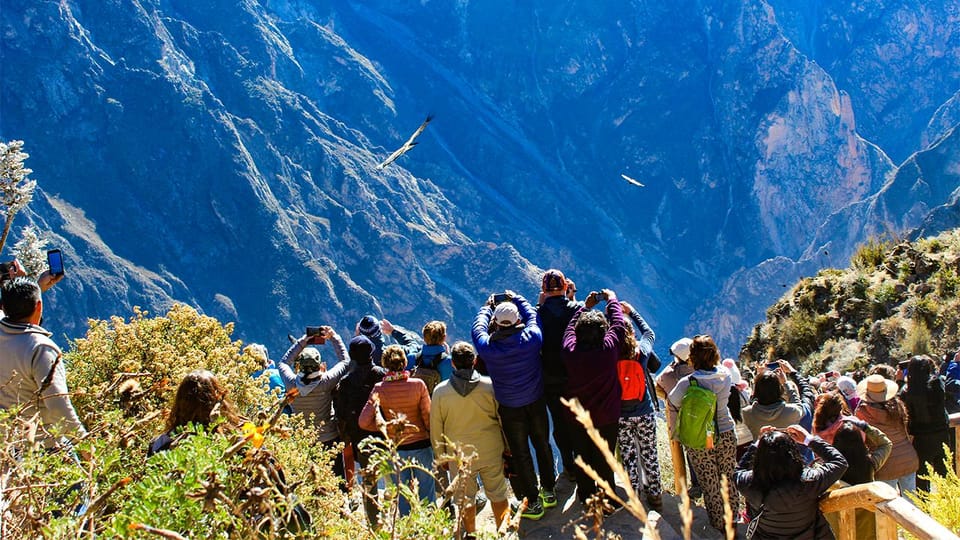 From Arequipa: Colca Canyon Day Trip with Transfer to Puno - Salinas and Aguada Blanca National Reservation: short wildlife time at altitude