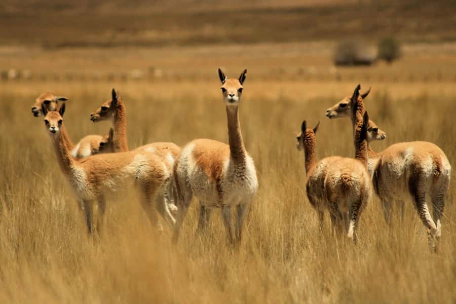 From Arequipa: Colca Valley & Thermal Baths Small-Group Trip - A One-Day Colca Circuit That Fits Real Schedules