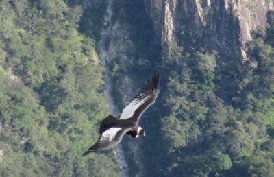 From Arequipa: Full Day Tour of Colca Canyon with Meals - Colca Canyon viewpoints and guided stops: how the day stays interesting