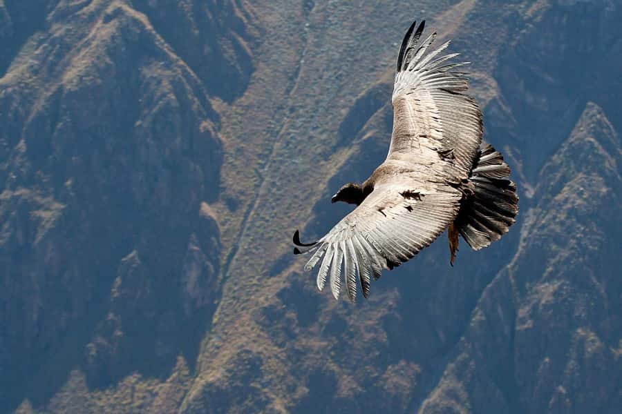 From Arequipa: Full Day Tour of Colca Canyon with Meals - The high-altitude return: volcano viewpoint, Tocrapampa wetlands, and vicuñas
