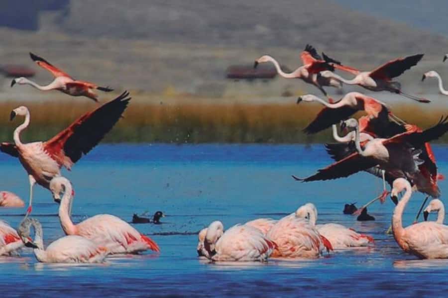 From Arequipa: Salinas Lagoon Full-Day Trip with Hot Springs - Laguna de Salinas: Flamingos, Water Mirrors, and Volcano Views