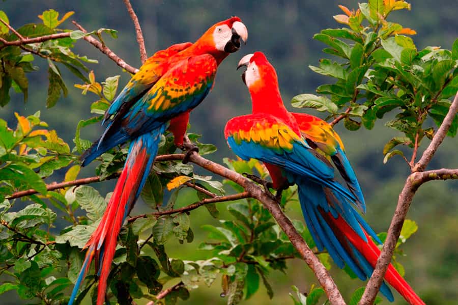 From Cusco: 4-Day Manu National Park Guided Tour - Key moments you’ll care about