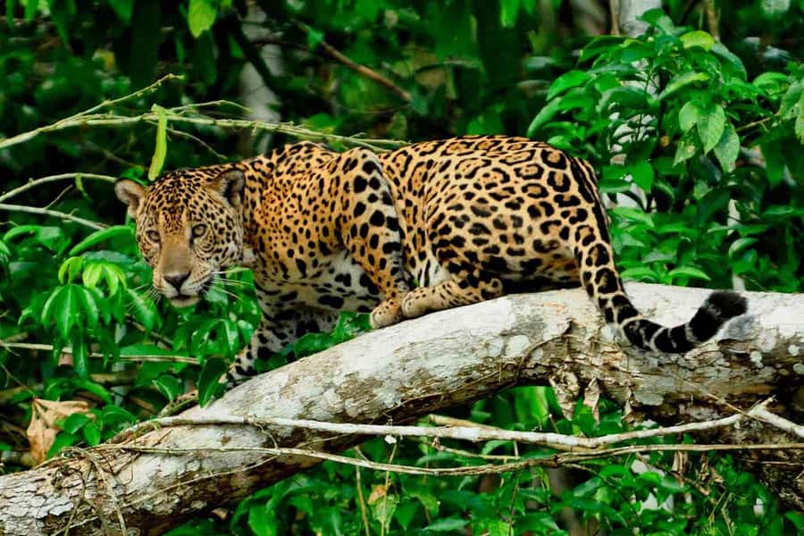 From Cusco: 4-Day Manu National Park Guided Tour - Manu in Four Days: what the rhythm really feels like