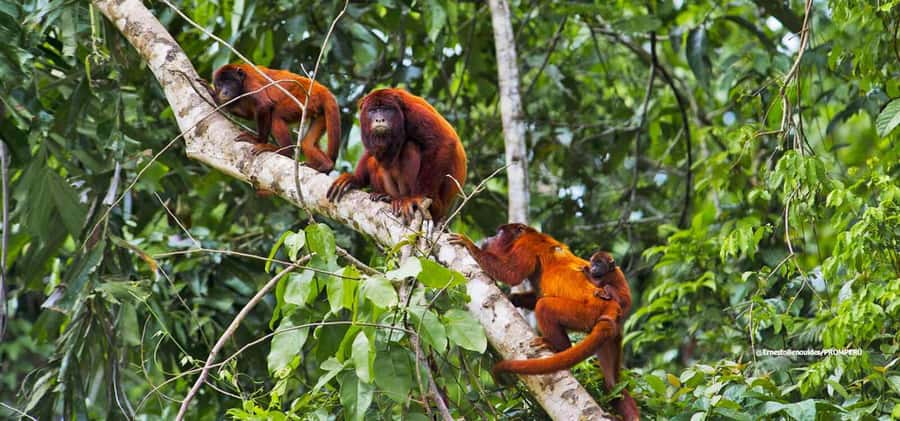 From Cusco: 4-Day Manu National Park Guided Tour - Who should book—and who should skip this Manu route