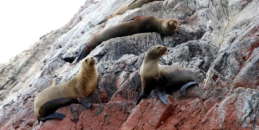 From Lima: Ballestas Islands and Huacachina Sunset Day Trip - Huacachina Arrival: 40 Minutes to Get Your Bearings