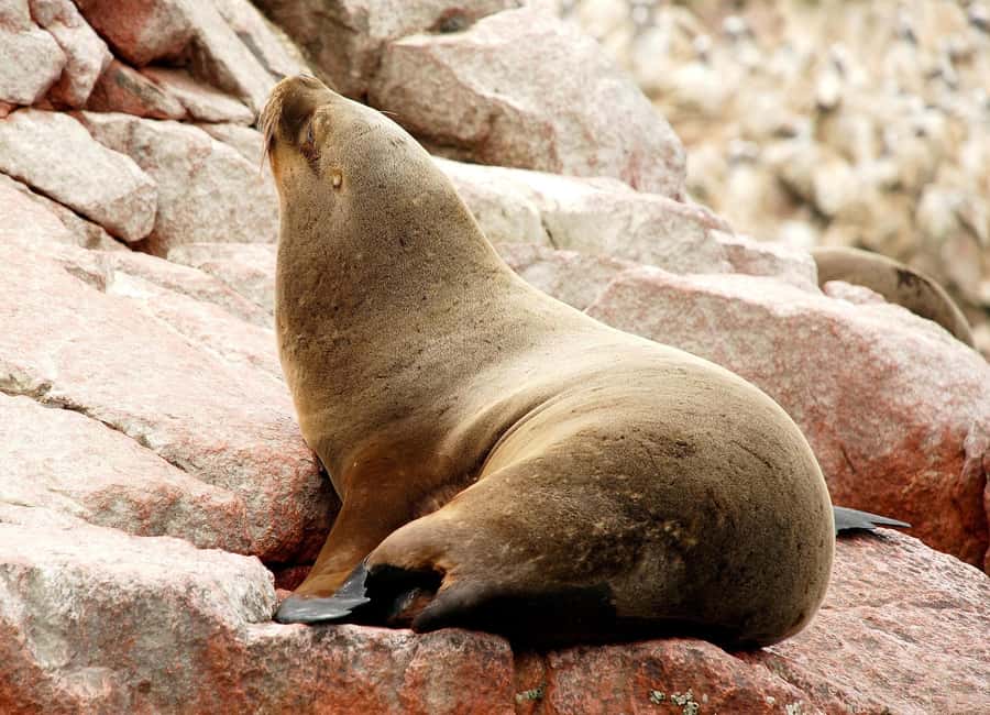 From Lima: Ballestas Islands and Huacachina Sunset Day Trip - The 4:00 AM to Paracas Push: Meeting Point, Break Time, and Port Wait