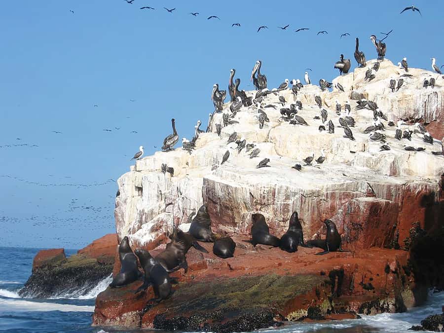 From Lima: Ballestas Islands, Huacachina, and Vineyard Tour - Pisco Vineyard Visit: How the Spirit Gets Made