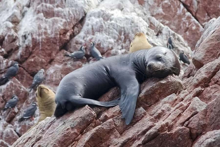 From Lima: Day Trip to Paracas, Ica & Oasis Huacachina - Paracas: a short class break to connect the dots
