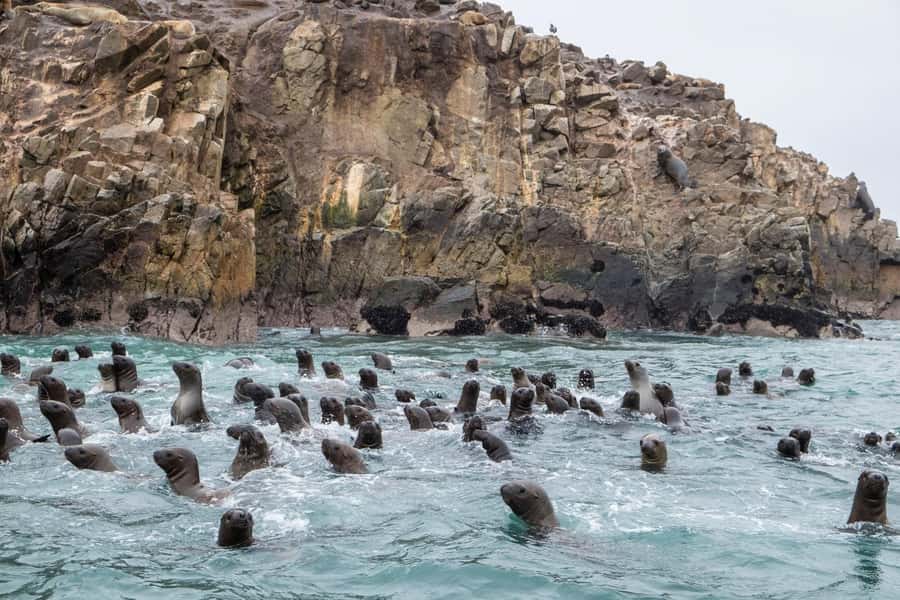 From Lima: Paracas and Huacachina Oasis Full Day Tour - Ballestas Islands boat: sea lions and Humboldt penguins without the detour