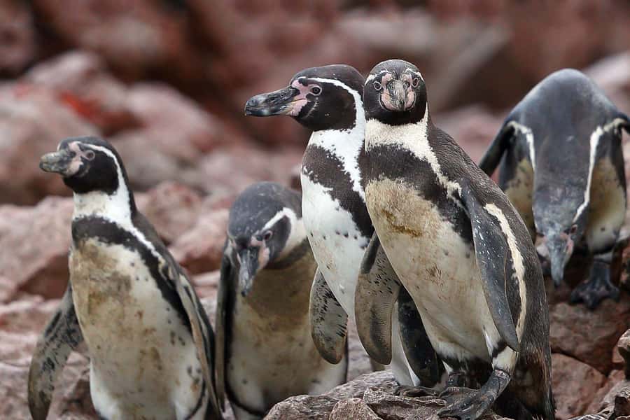 From Paracas: Ballestas Islands & Paracas National Reserve - Guide quality: why this tour earns praise